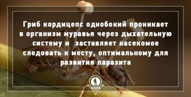 Факты про грибы, которые вы могли не знать (10 фото)