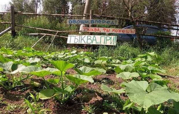 Смешные картинки с подписями картинки, прикол, юмор