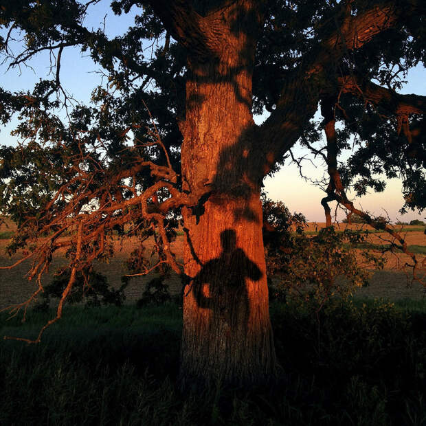 oak06