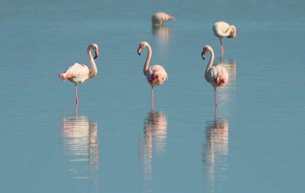 Фото: anramb/pixabay.com Фото: anramb/pixabay.com