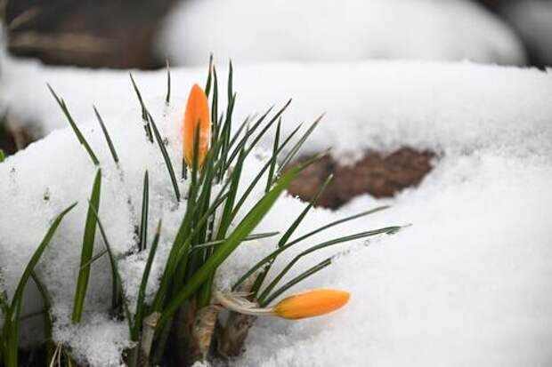 Экстренное предупреждение: заморозки на Кубани продлятся до 18 апреля