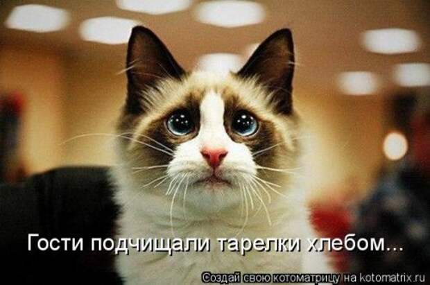 Свежая котоматрица (38 фото)