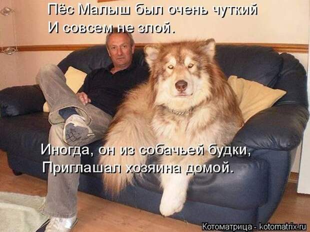 Лучшие котоматрицы недели