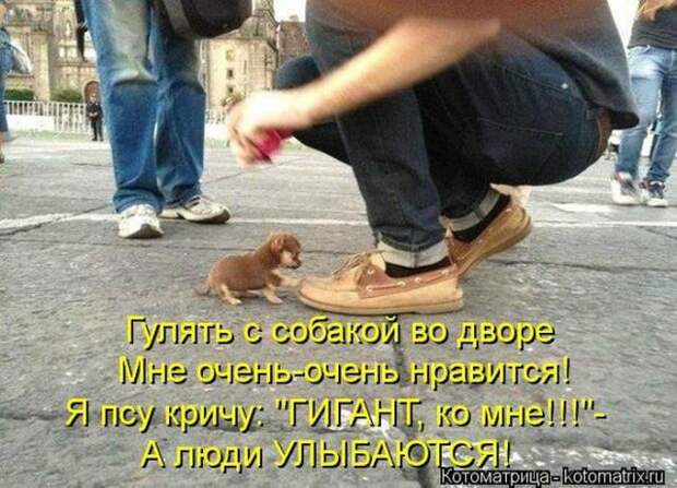 котоматрицы (50 фото)