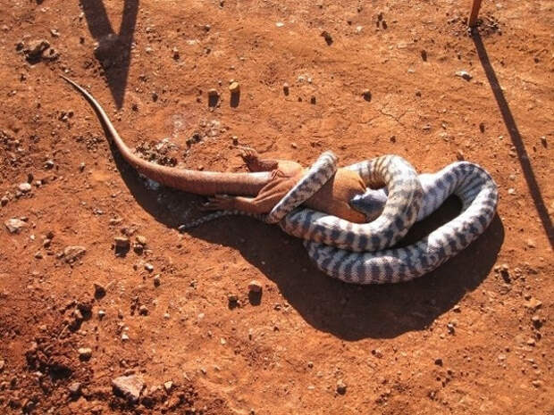 5. Змеи в Австралии способны есть других, более крупных рептилий австралия, животное, опасность