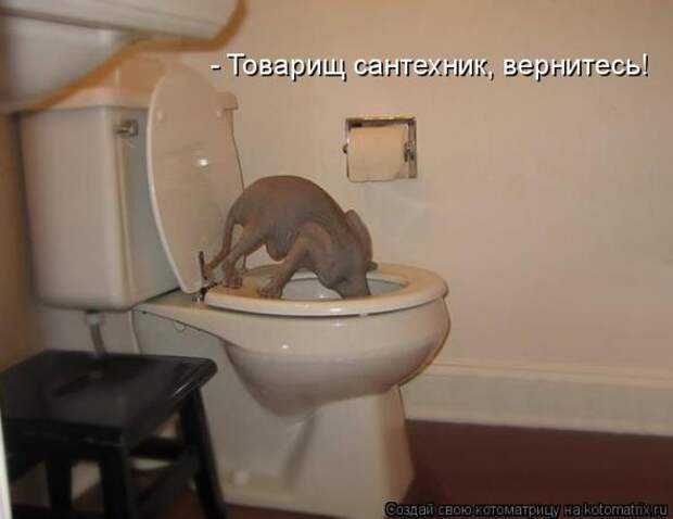 Котоматрица