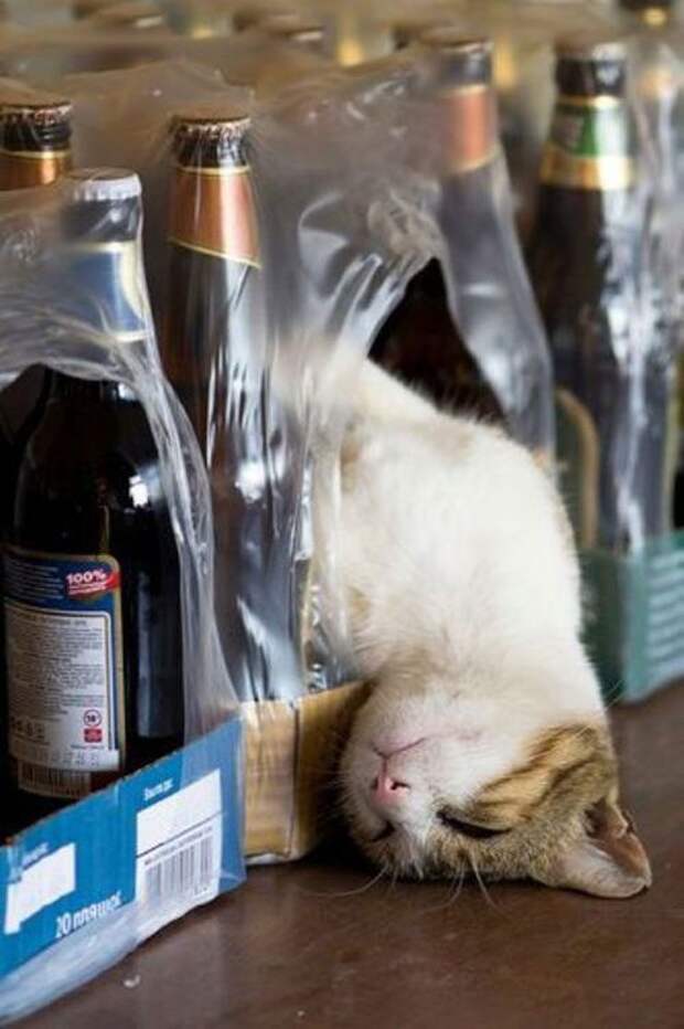 Хозяин, выпусти! коты, фото