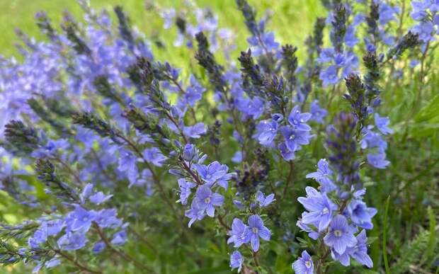 В Рязанской области ИП оштрафовали за заросший участок