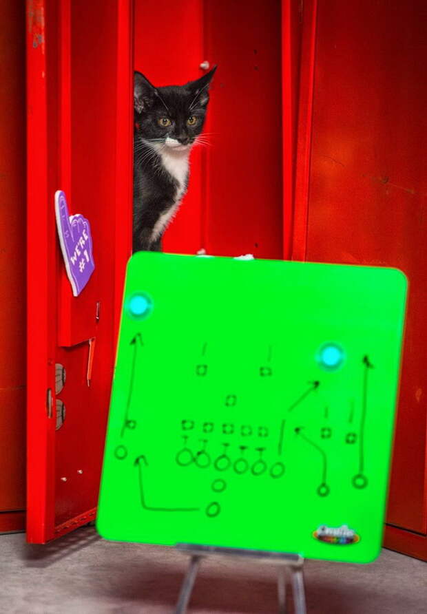Чемпионат по кошачьему футболу Kitten Bowl