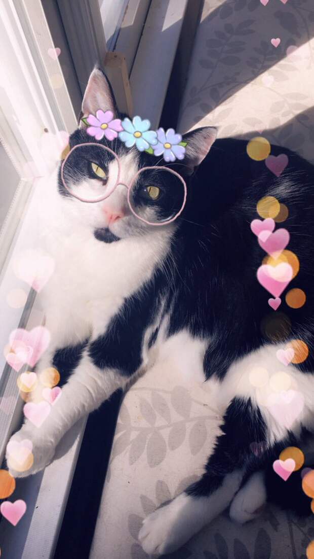 Кошачьи фильтры Snapchat