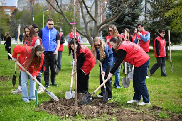 Майкоп становится зеленее: более 70 кленов украсили бульвар Победы