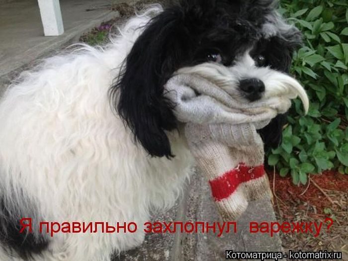 Лучшие котоматрицы недели
