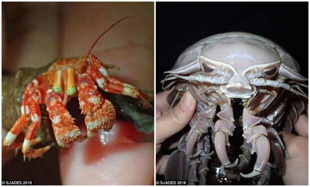 Слева - новый вид рака-отшельника, отличающийся ярко-зелеными глазами. Справа - морской таракан "Дарт Вейдер Изопод". ynews, интересно, исследования, морские животные, морские существа, новости, фото, экспедиция