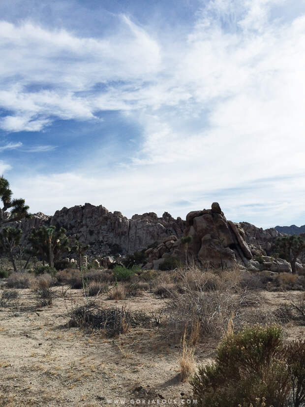 Joshua-Tree-National-Park-12.jpg