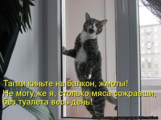 Котоматрицы(картинки с надписями)
