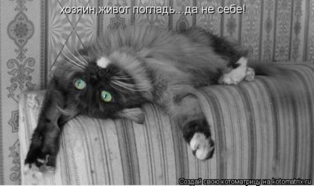 котоматрицы (50 фото)