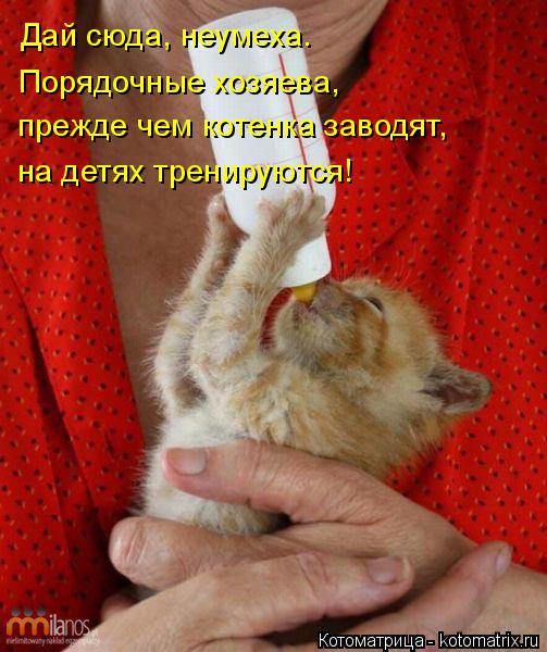 Котоматрица: Дай сюда, неумеха. Порядочные хозяева, прежде чем котенка заводят, на детях тренируются!