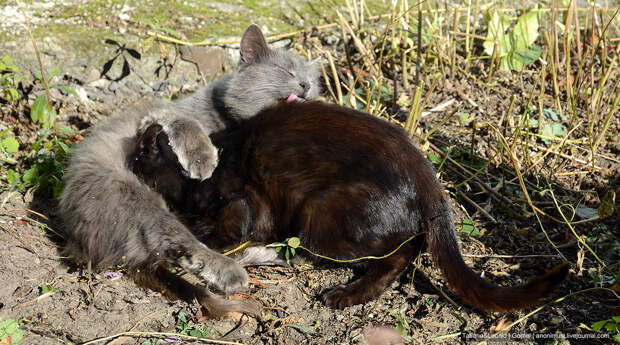 Кошка Лиза