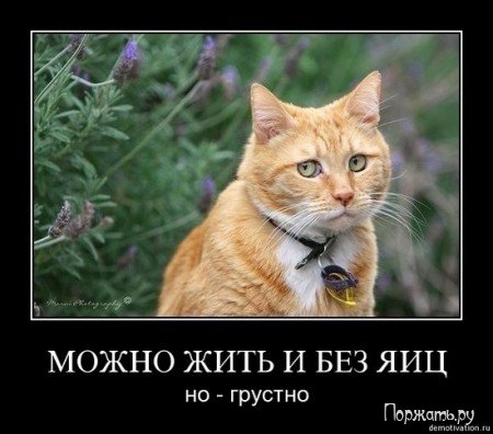 Быстрый поиск Демотиваторов (21 фото)