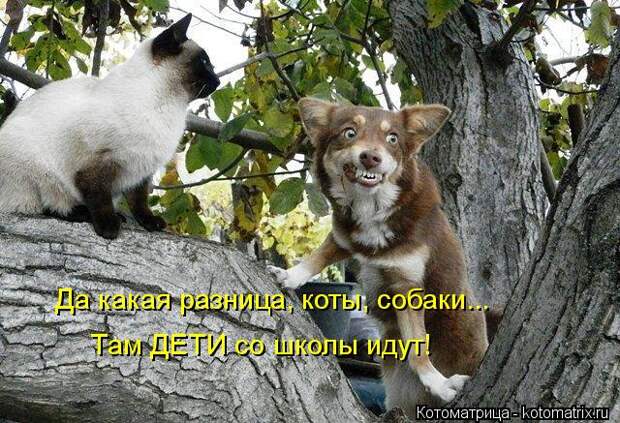 Котоматрица: Да какая разница, коты, собаки... Там ДЕТИ со школы идут!