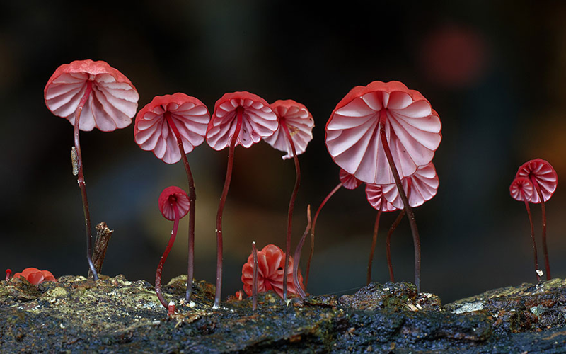 3. Marasmius haematocephalus Негниючник. грибы, интересное, фото