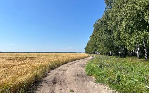 Рекорд: рязанские аграрии собрали 3,2 млн тонн зерна и 700 000 тонн масличных