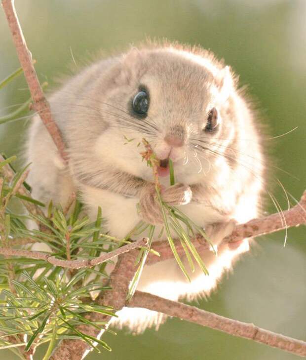 Ezo Momonga Хоккайдо 
