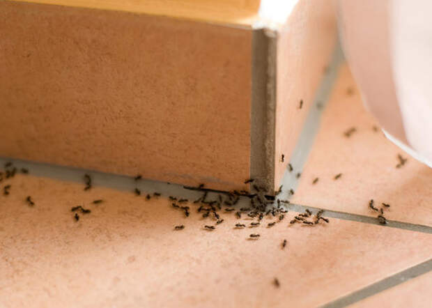 отпугиватель муравьев