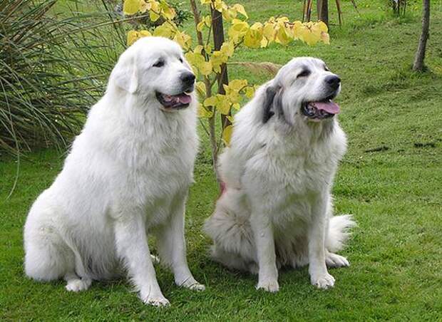 Пиренейские горные собаки, фото породы собак фотография изображение