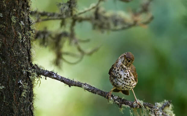 Фото: Nature In Frame