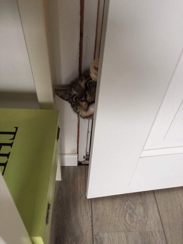 кошка за дверью