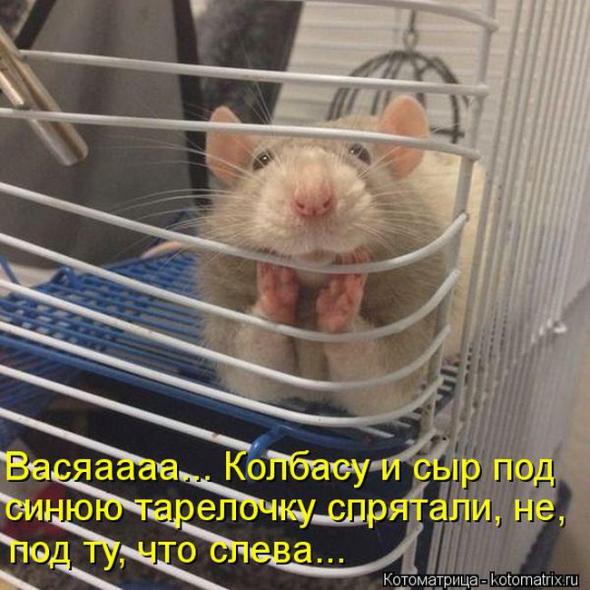 Котоматрицы(картинки с надписями)