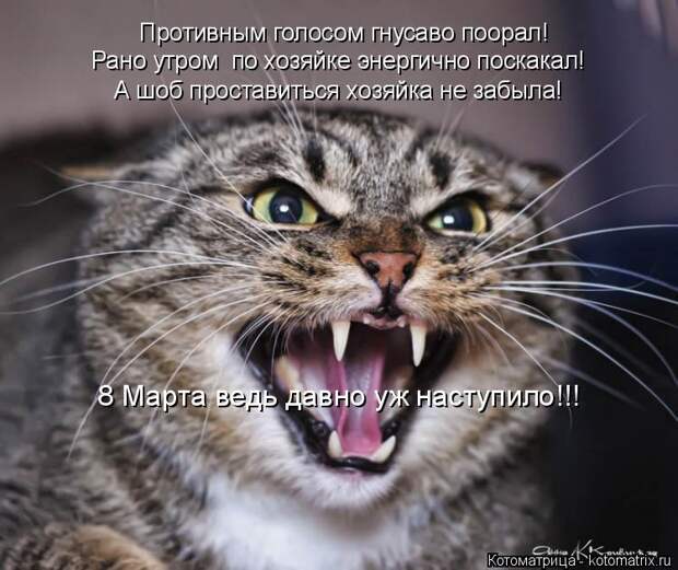 Котоматрица: Противным голосом гнусаво поорал! Рано утром  по хозяйке энергично поскакал! А шоб проставиться хозяйка не забыла! 8 Марта ведь давно уж нас