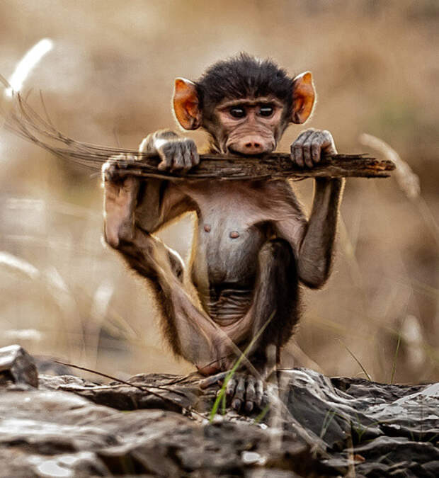 Январский фотомикс: братья наши меньшие животные, пингвины, сова