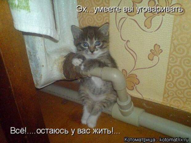 Новая котоматрица для настроения. Смотрим приколы
