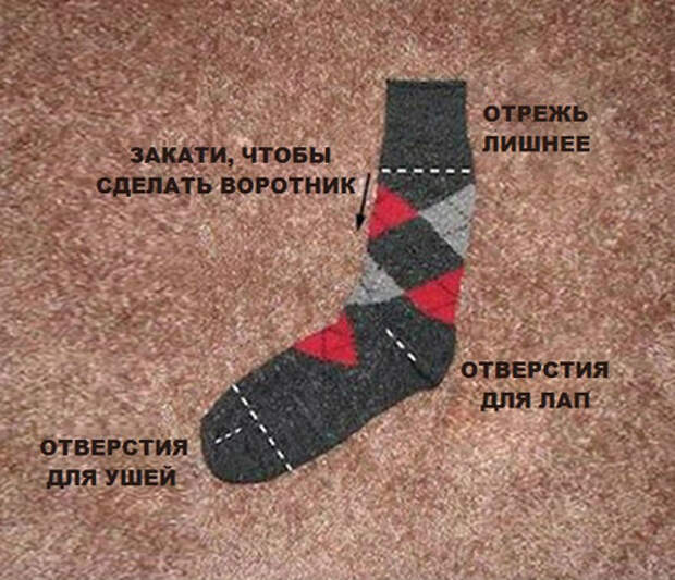 одежда для собаки из носка