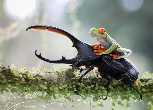 Sony World Photography Awards лягушка на жуке