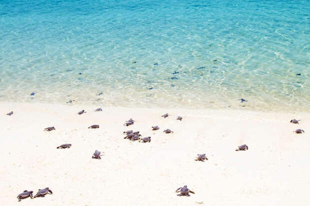черепахи на пляже