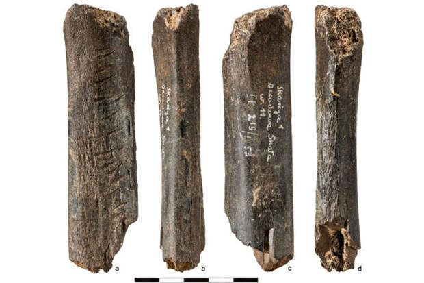 JAS: обнаружена медвежья кость с резьбой неандертальцев возрастом 130 тыс. лет