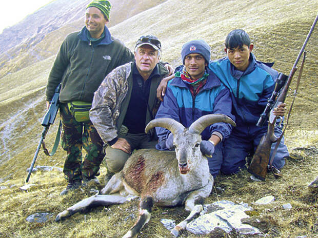 Голубой баран — один из самых редких и желанных трофеев охотников.