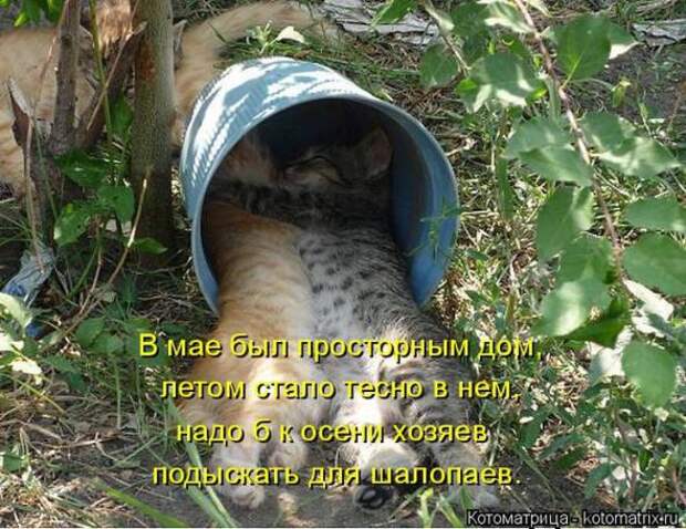 Котоматрицы (картинки с надписями)