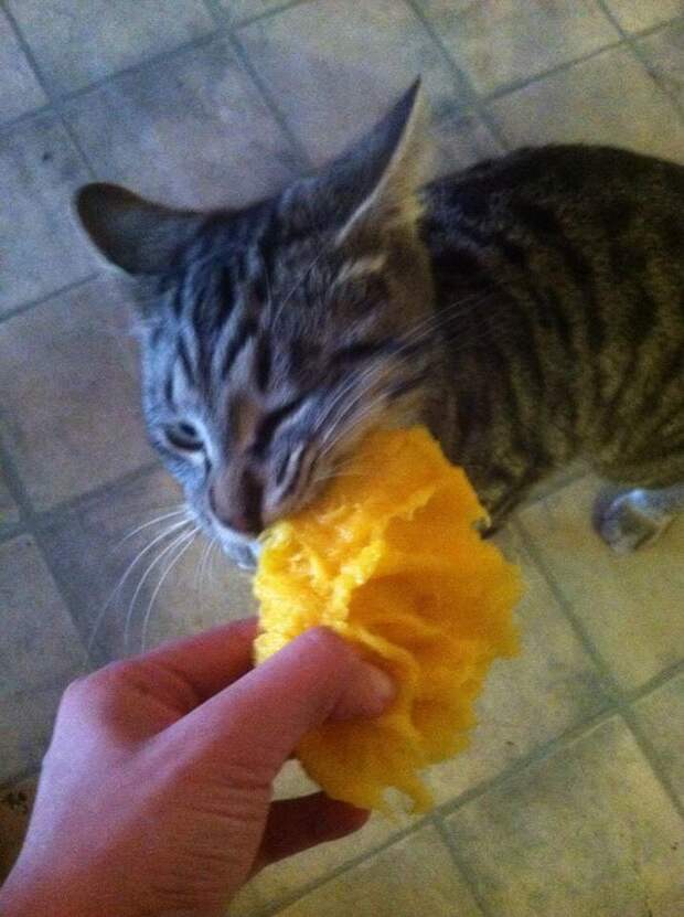 кошка ест манго