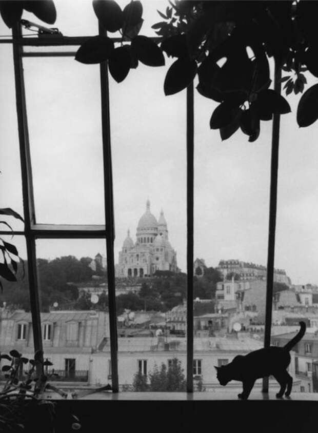 chat-fenetre-paris1 (514x700, 42Kb)