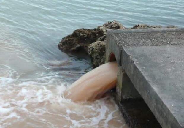 На каких курортах в море сливают канализационные отходы?