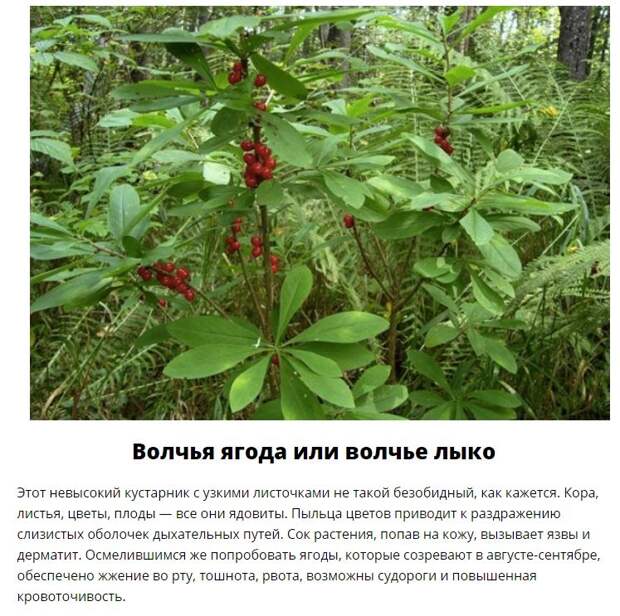 Эти дары леса лучше обходить стороной (11 фото)