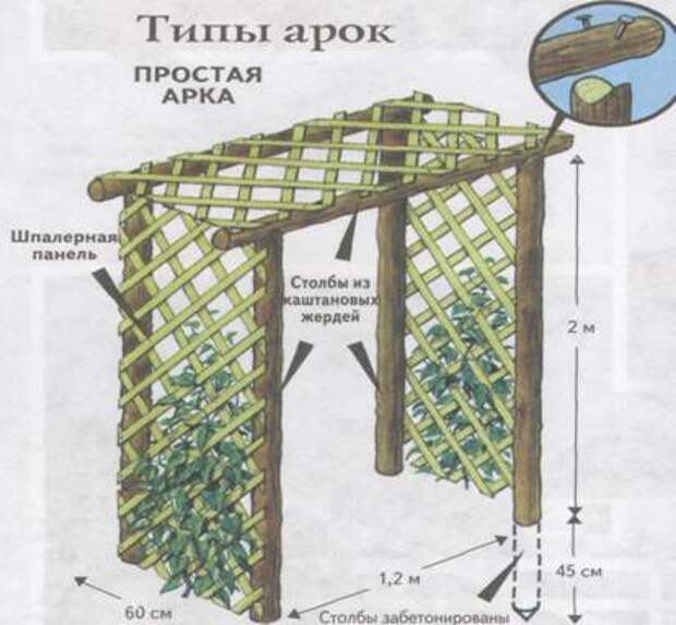 Пергола для винограда своими руками чертежи и фото