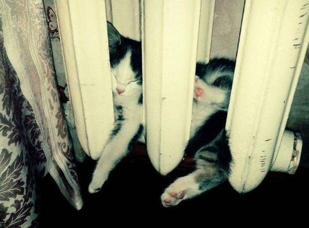 Кошки на батарее (14)