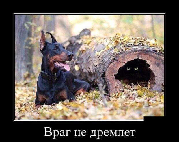 Демотиваторы (30 фото)