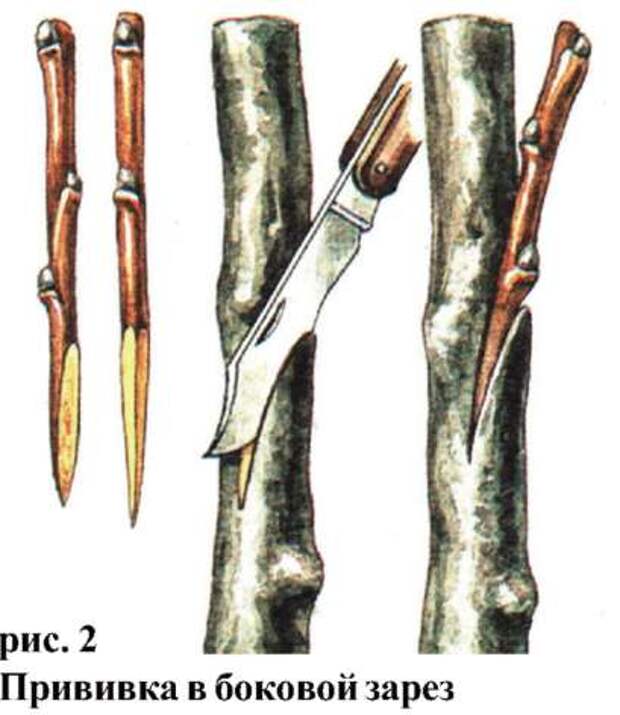 Прививка деревьев весной для начинающих под кору