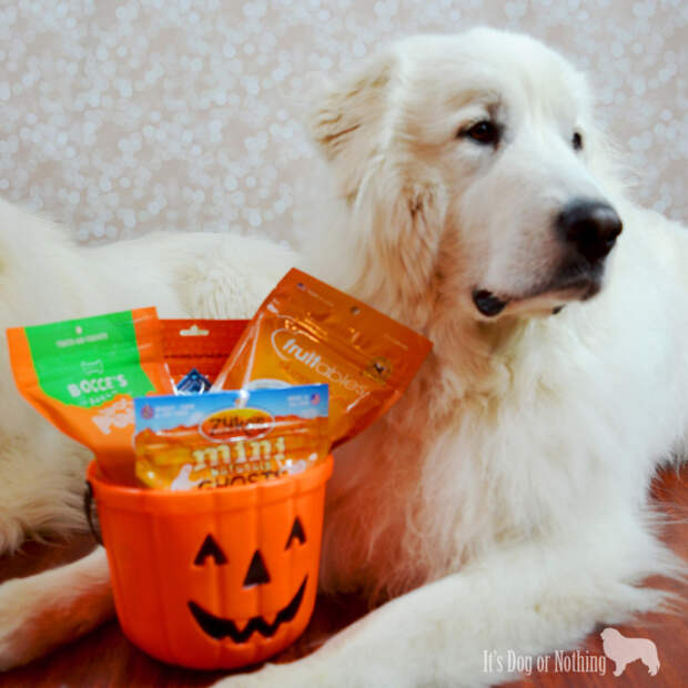 We're celebrating Halloween Great Pyrenees style with toys, treats, and costumes from PetSmart!